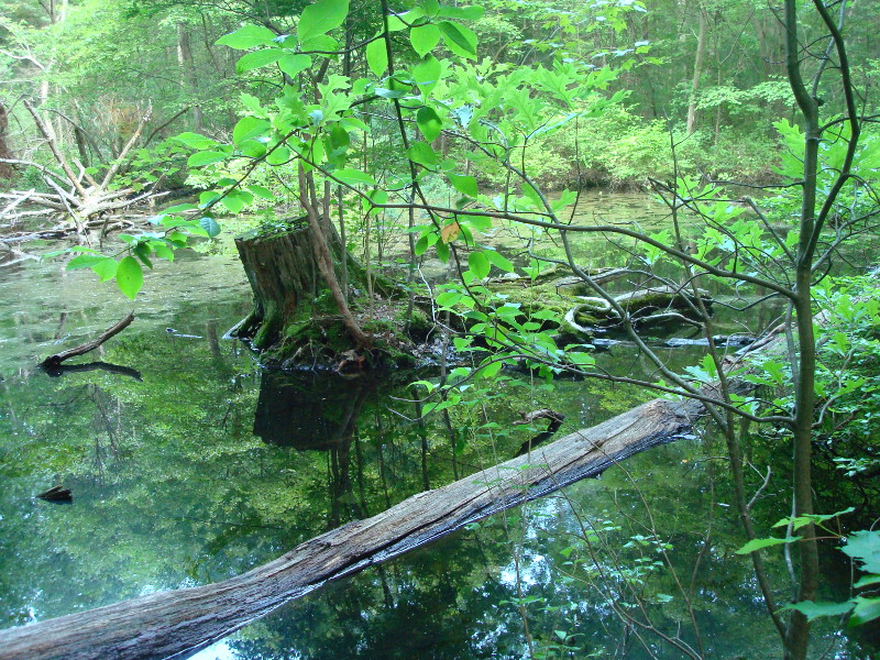 Mid summer after several good rain storms Mid summer after several good rain storms Credit: Sally Ray